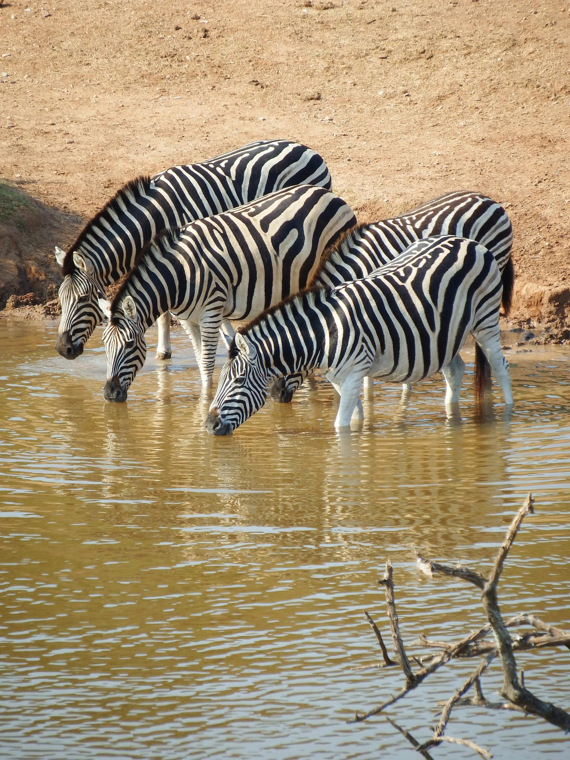 Botswana Okavango Delta Photo Safari