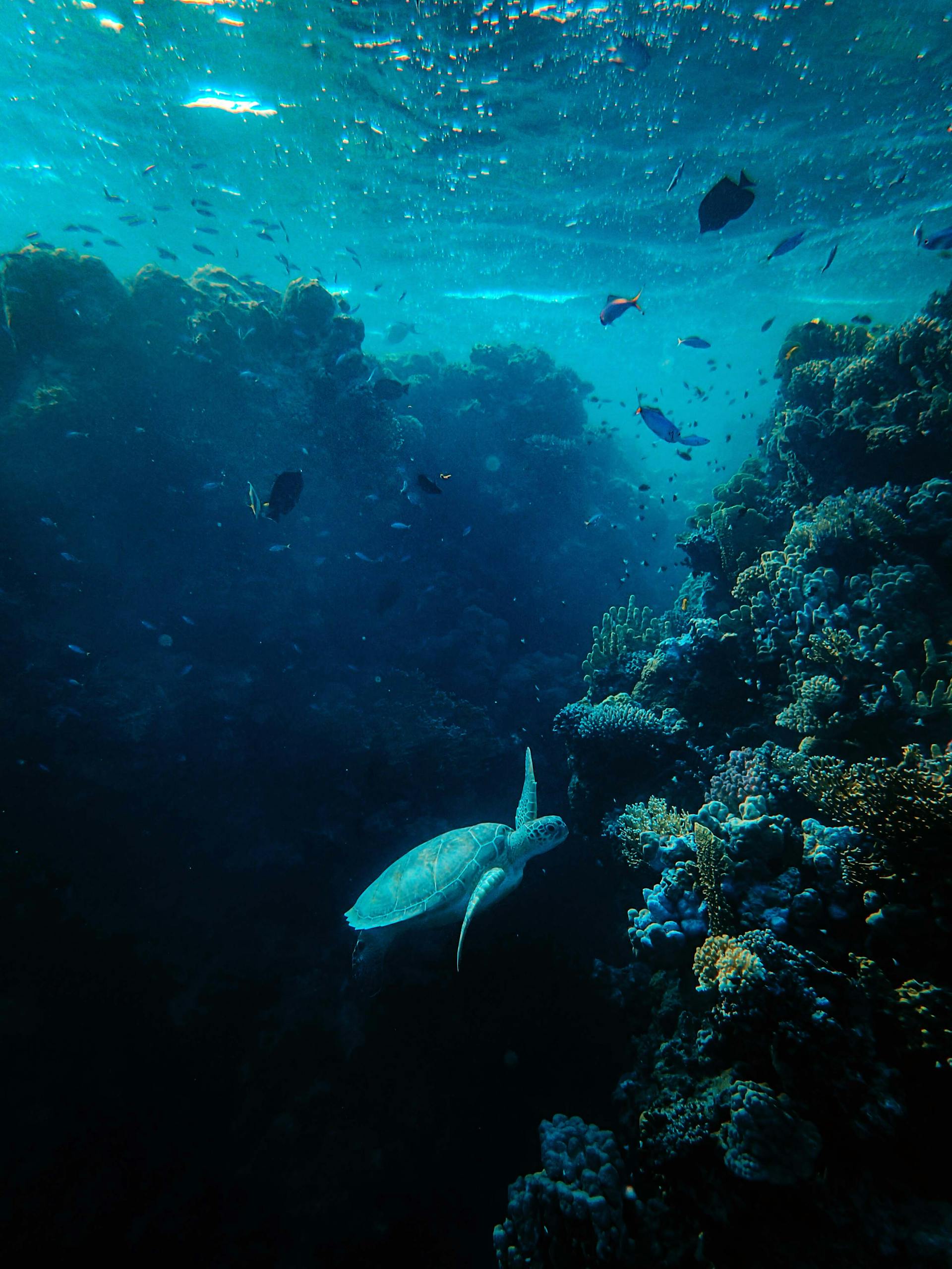 Raja Ampat Underwater Paradise