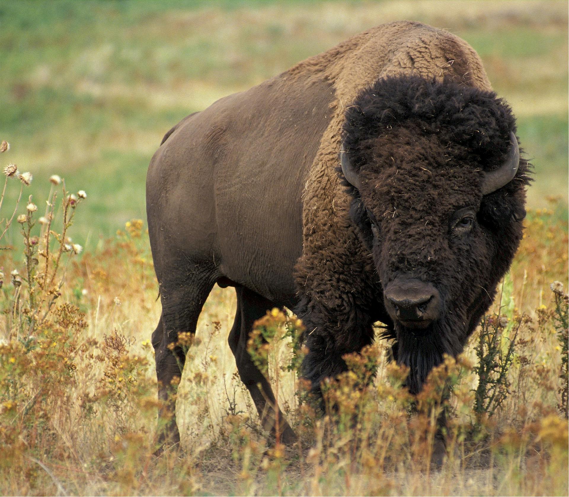 Yellowstone & Grand Teton Wildlife