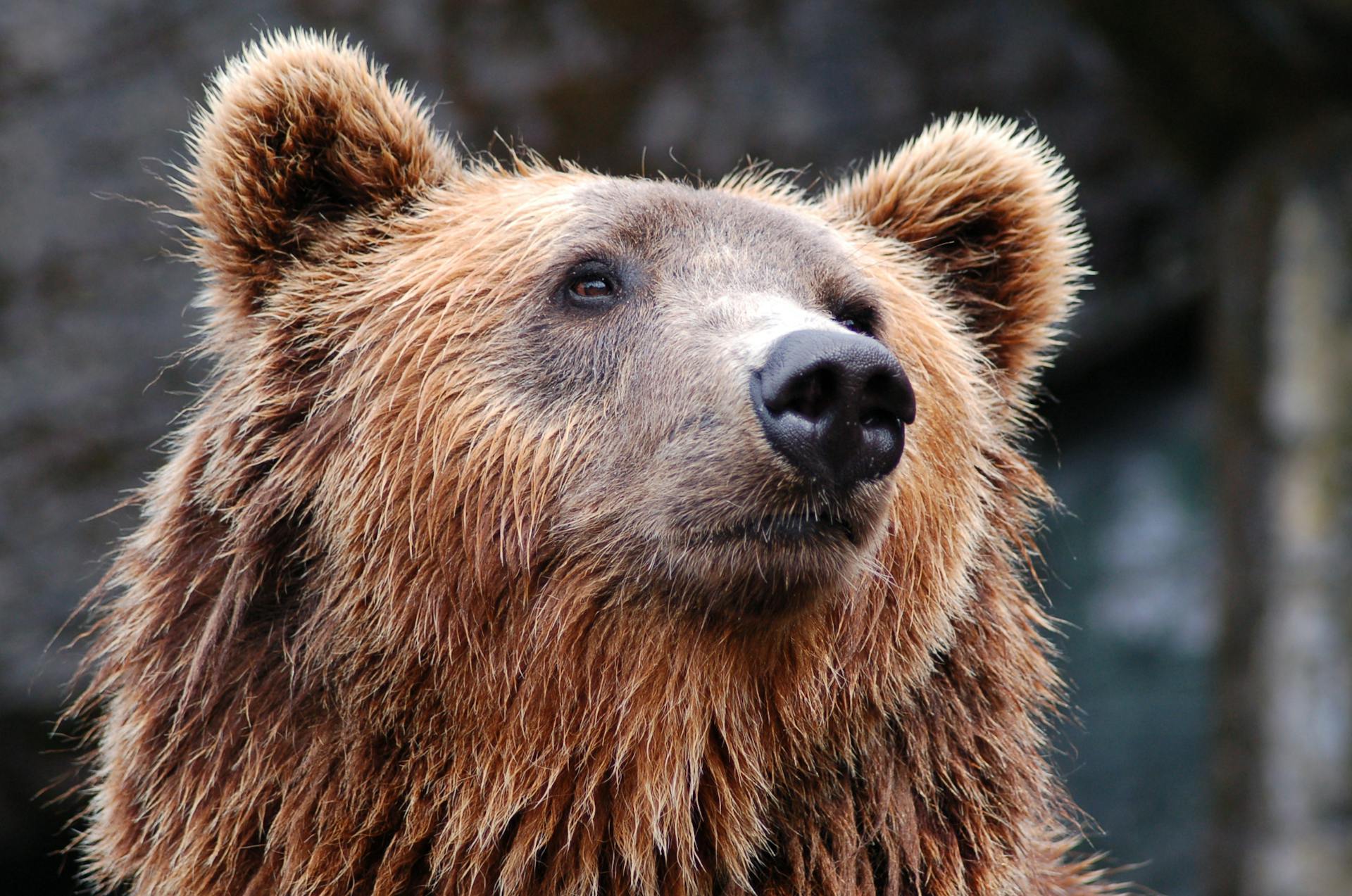 Yellowstone & Grand Teton Wildlife